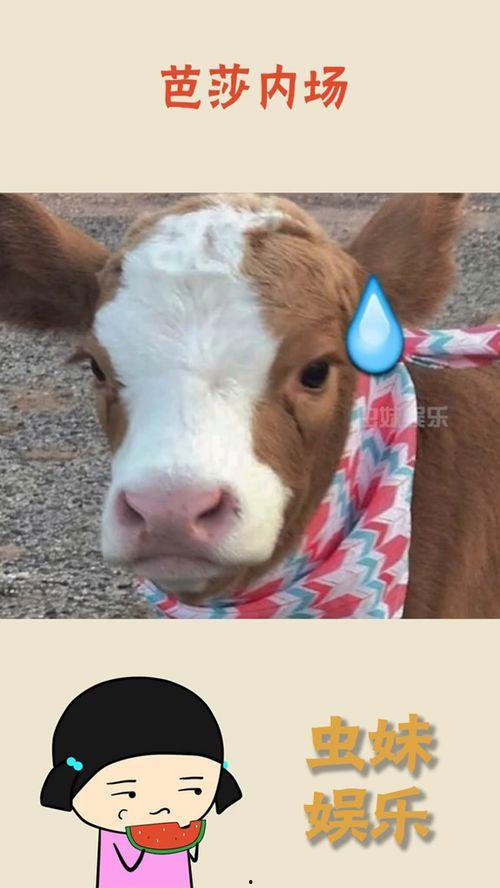 娱乐吃瓜酱发财