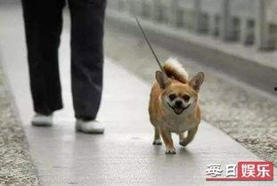 娱乐吃瓜养狗视频大全,娱乐吃瓜,狗狗视频大全集锦